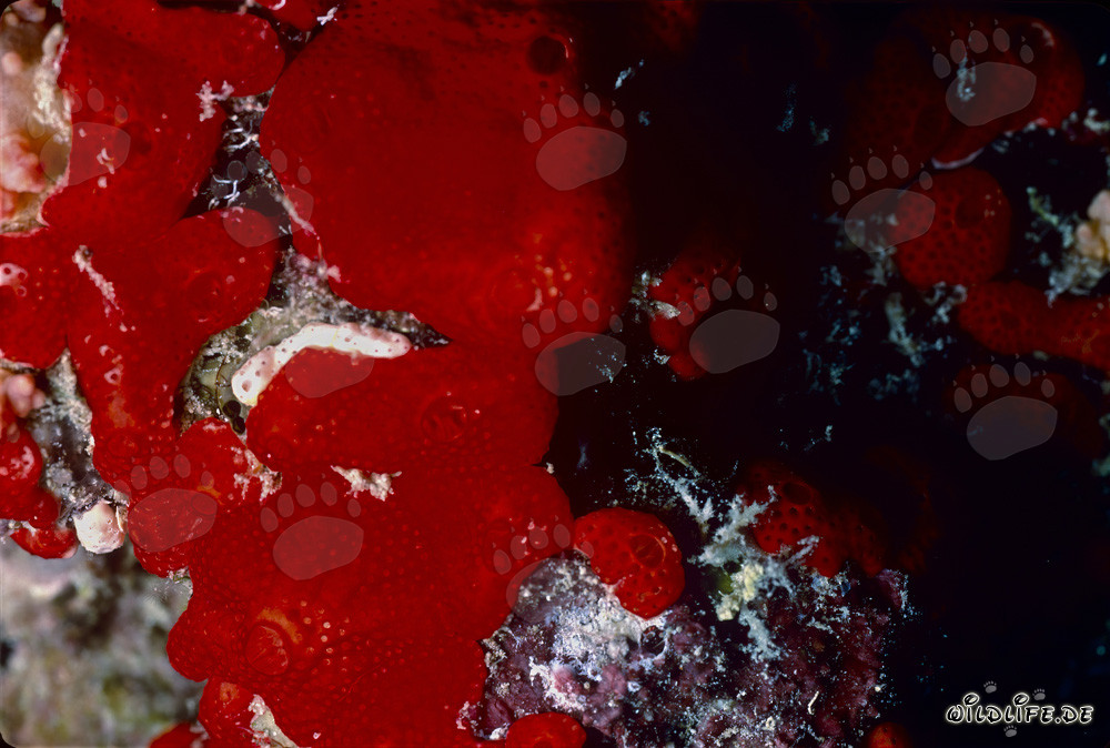 Red Sponge in the Red Sea