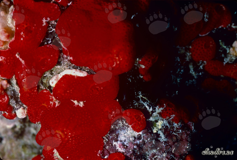Roter Schwamm im Roten Meer
