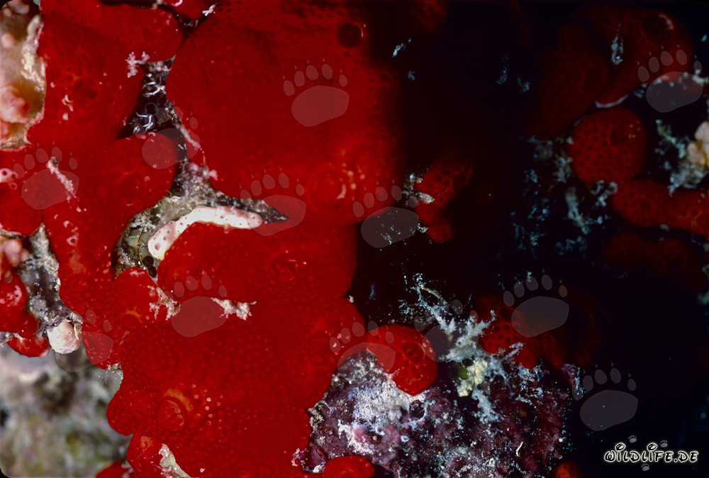 Spugna rossa nel Mar Rosso