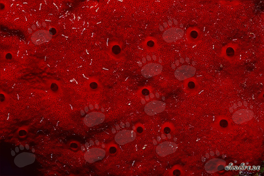 Éponge rouge - Fascinante monde sous-marin de la mer Rouge