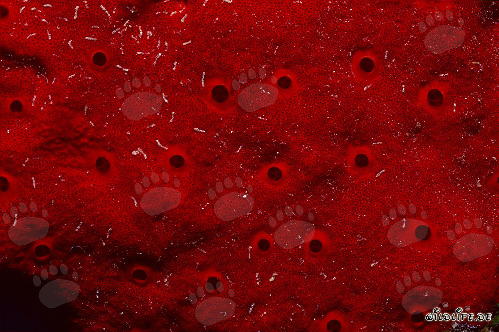 Red Sponge - Fascinating Underwater World in the Red Sea