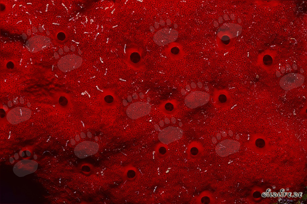 Spugna rossa - Affascinante mondo subacqueo nel Mar Rosso