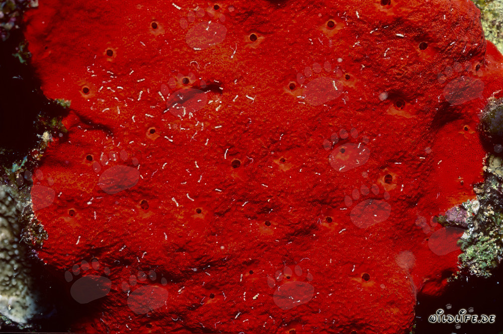 Descubre la esponja roja en las fascinantes aguas del mar Rojo