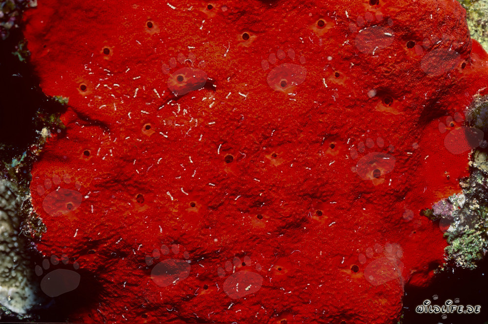 Discover the Red Sponge in the captivating waters of the Red Sea