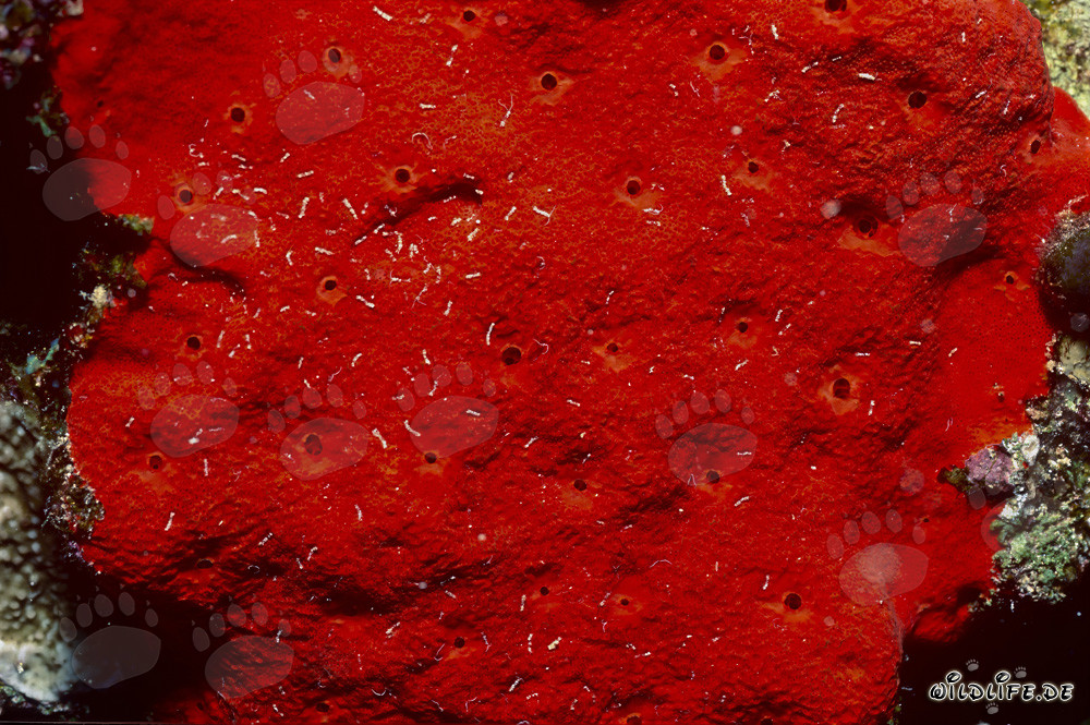 Scopri la spugna rossa nelle affascinanti acque del Mar Rosso