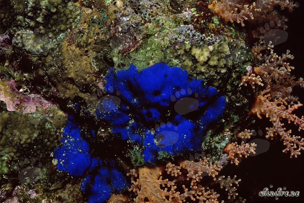 Fascinating Blue Sponge in the Clear Waters of the Red Sea