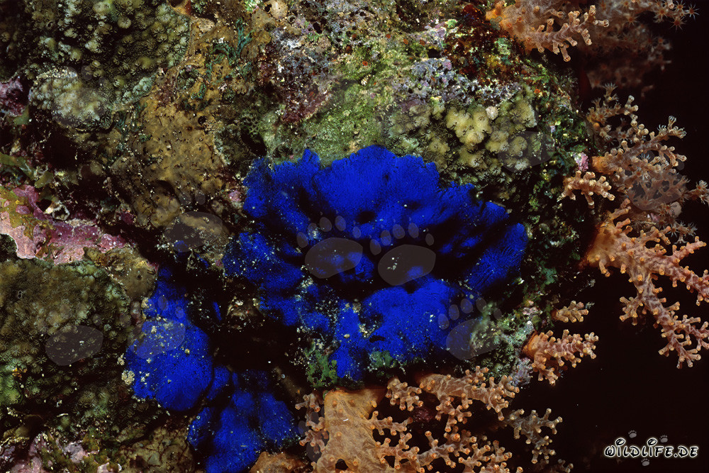 Éponge bleue fascinante dans les eaux claires de la mer Rouge