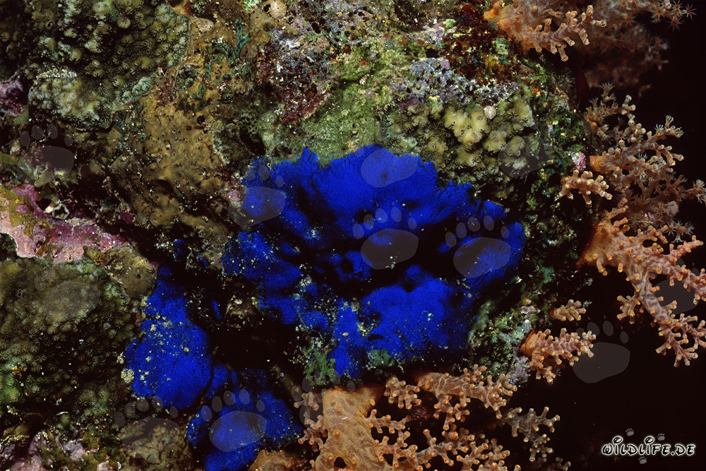 Affascinante spugna blu nelle acque cristalline del Mar Rosso