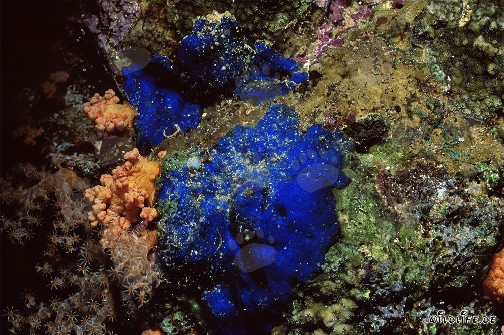 Faszinierender blauer Schwamm (Hymedesmia sp.) unter Wasser