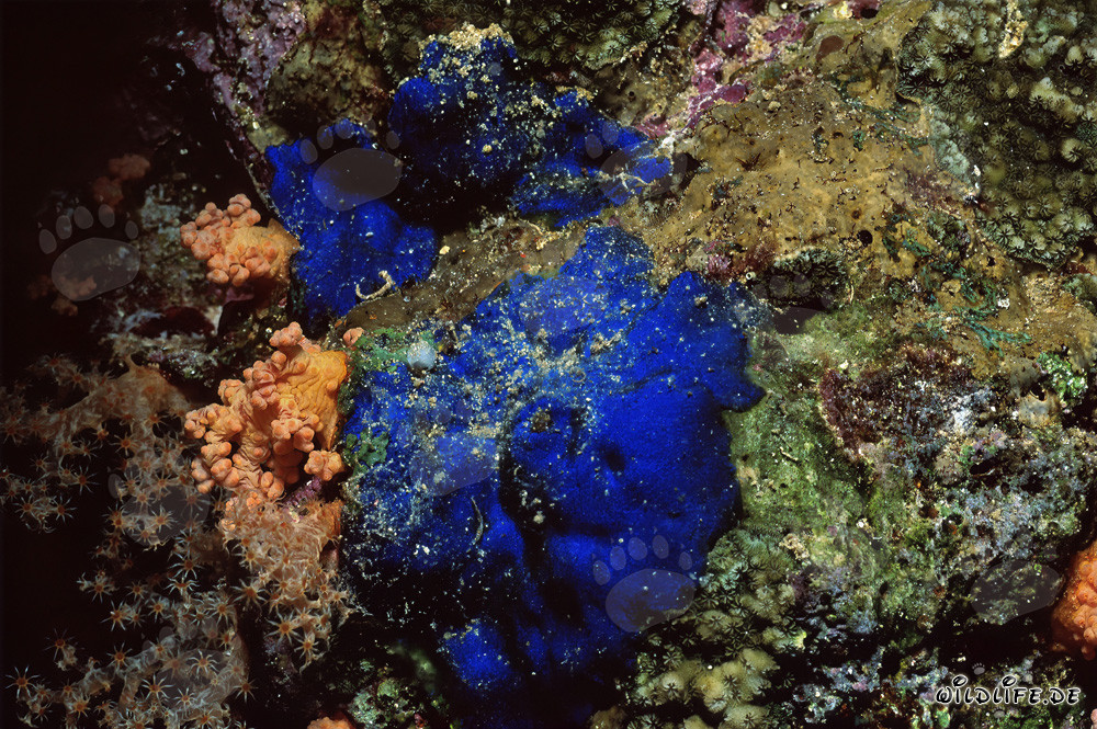 Fascinating blue sponge (Hymedesmia sp.) underwater