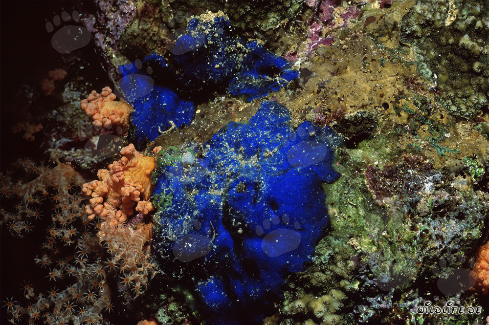Éponge bleue fascinante (Hymedesmia sp.) sous l'eau