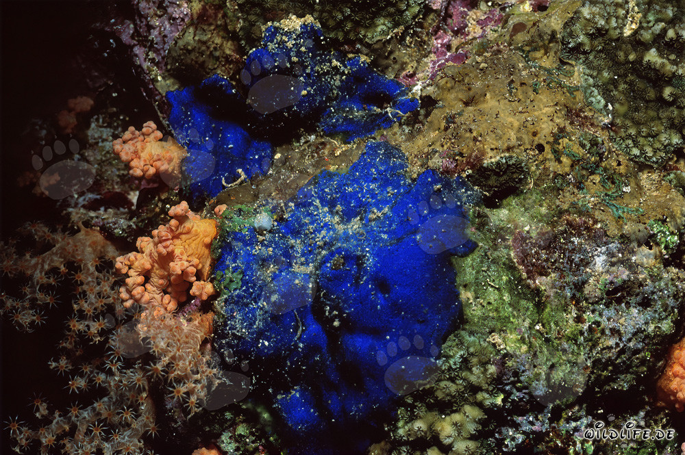 Esponja azul fascinante (Hymedesmia sp.) bajo el agua
