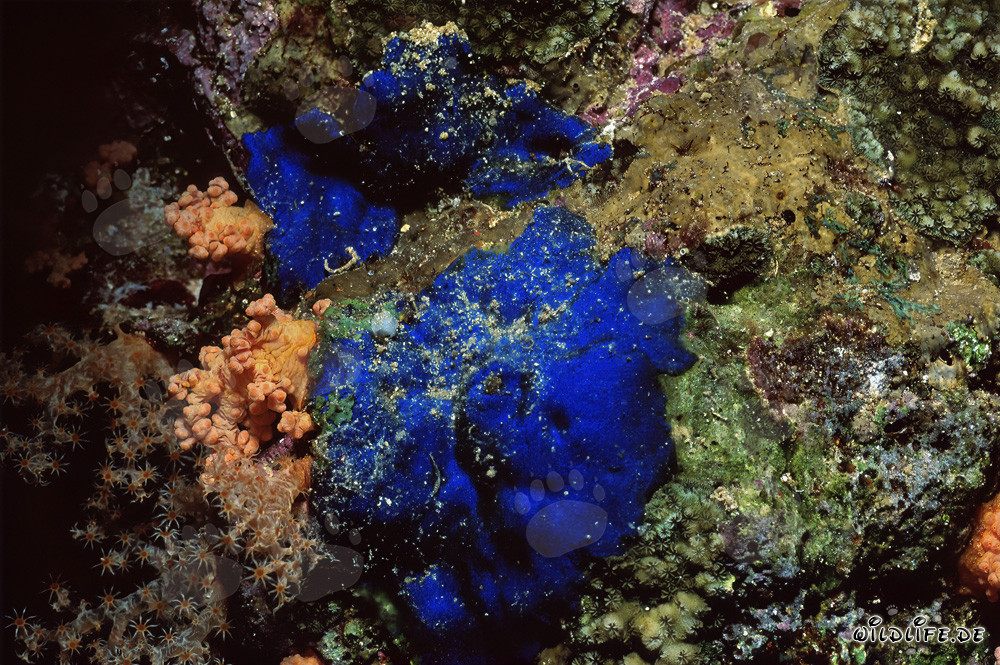 Affascinante spugna blu (Hymedesmia sp.) sott'acqua