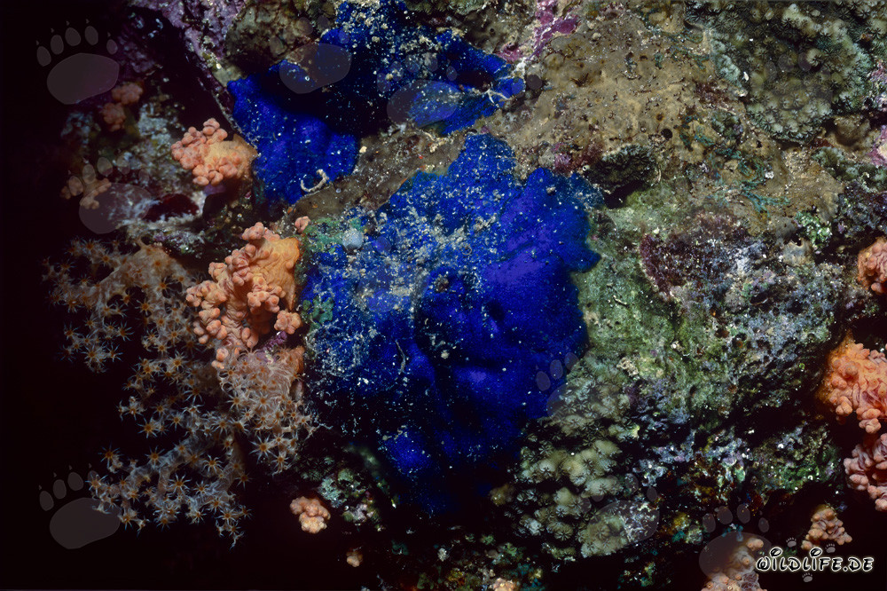 Wunderschöner Blauer Schwamm in den Gewässern vor Ägypten