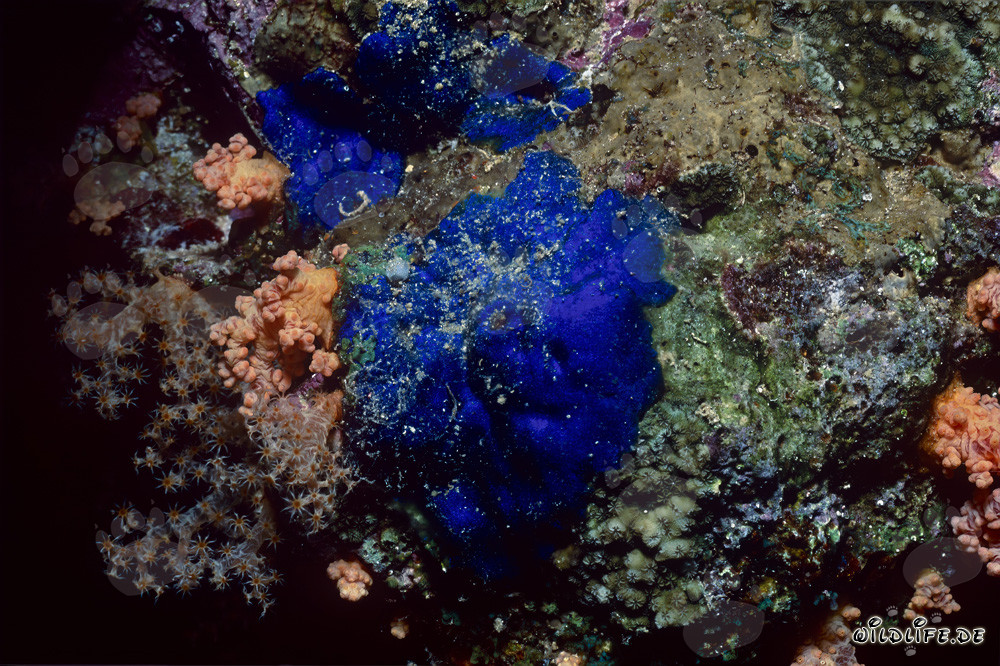 Beautiful Blue Sponge in the Waters of Egypt