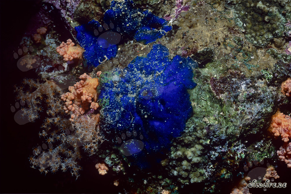 Hermosa esponja azul en las aguas de Egipto