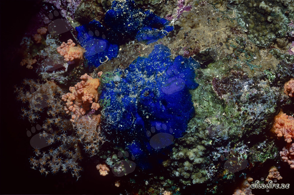 Bellissima spugna blu nelle acque dell'Egitto