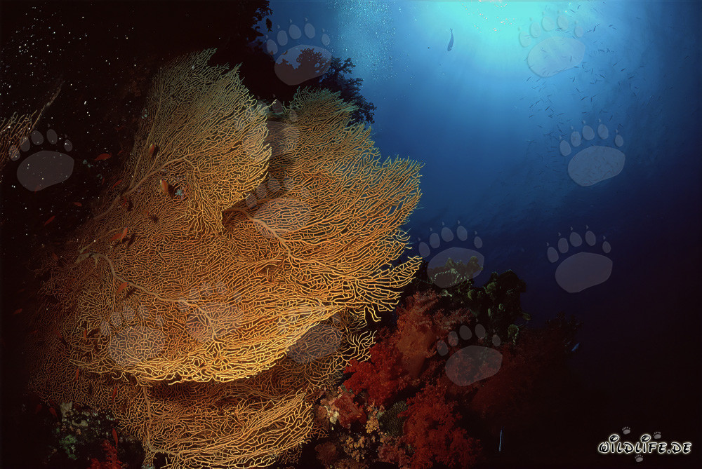 Sea fan at the drop off