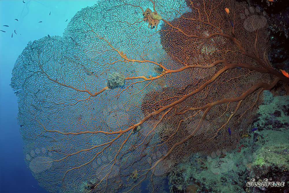 Huge Sea Fan at the Reef Drop-off