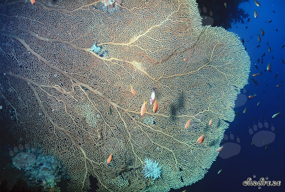 Gorgonia gigante su una parete verticale nel Parco Nazionale Ras Mohammad