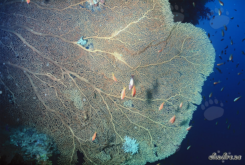 Massive sea fan at a drop-off in Ras Mohammad National Park