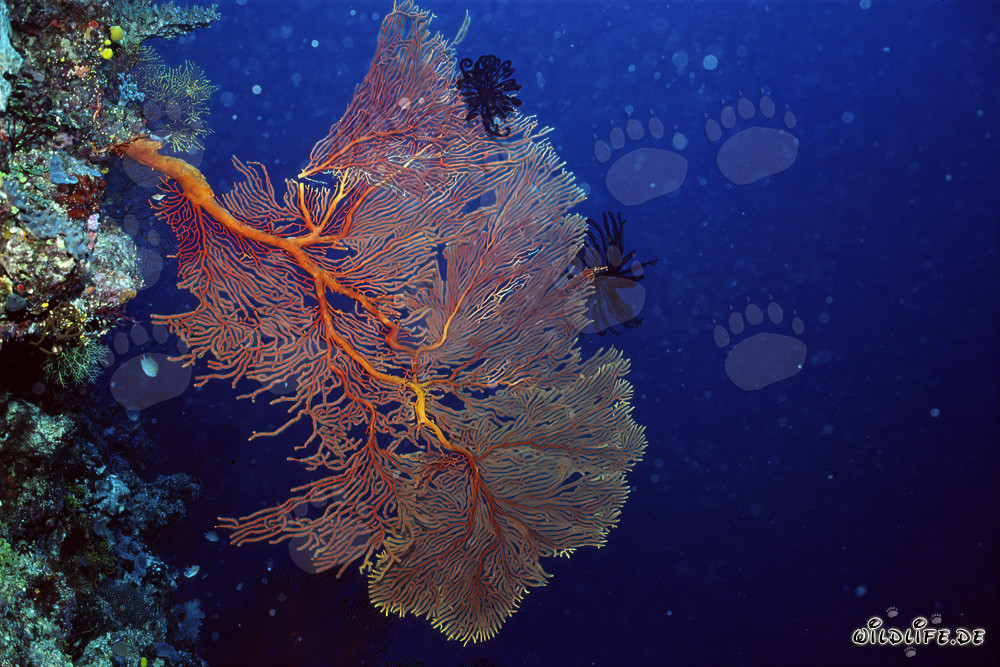 Corail éventail au drop off de Namenalala