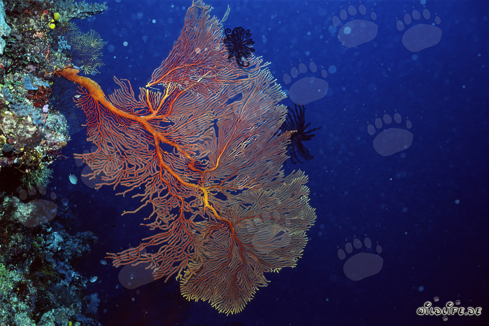 Coral abanico en el drop off de Namenalala