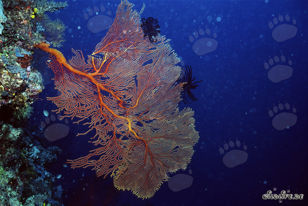Gorgonian Sea Fan, drop-off Namenalala