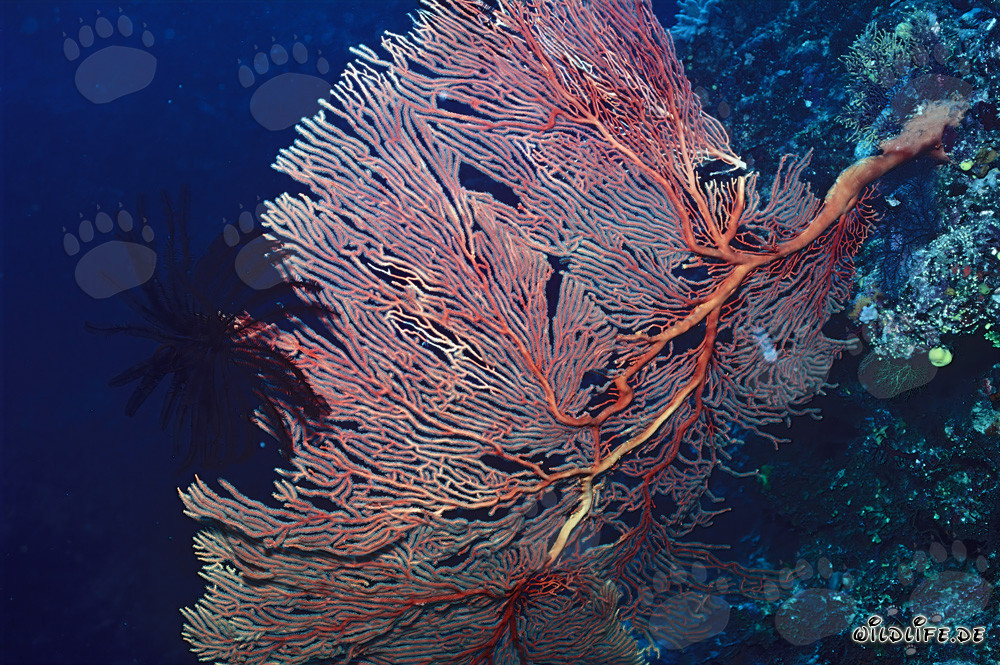 Magnifica gorgonia sul pendio della barriera corallina