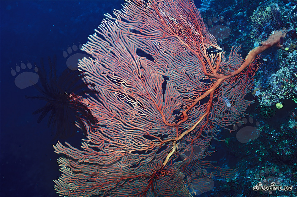 Magnificent Giant Sea Fan at the Reef Drop-off