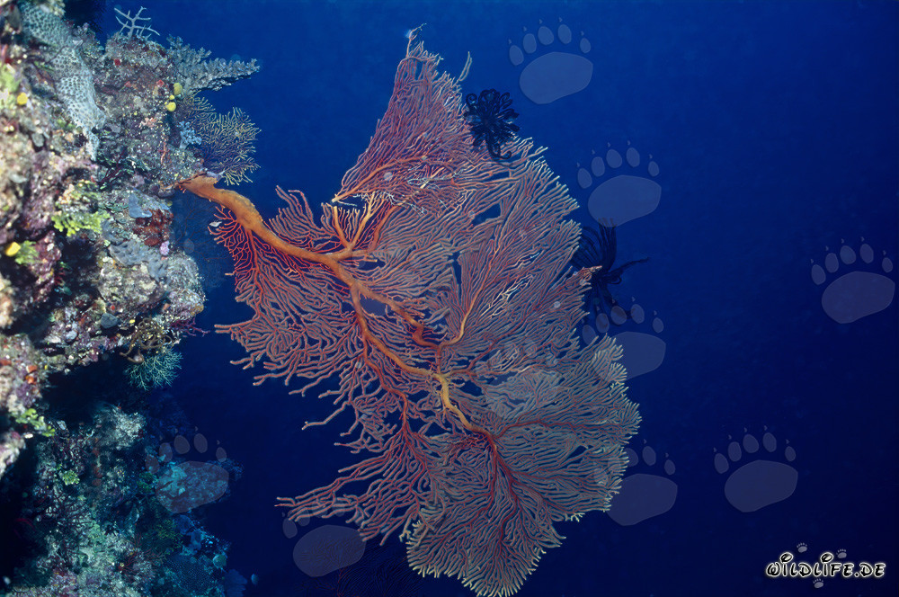 Corail éventail au bord du récif