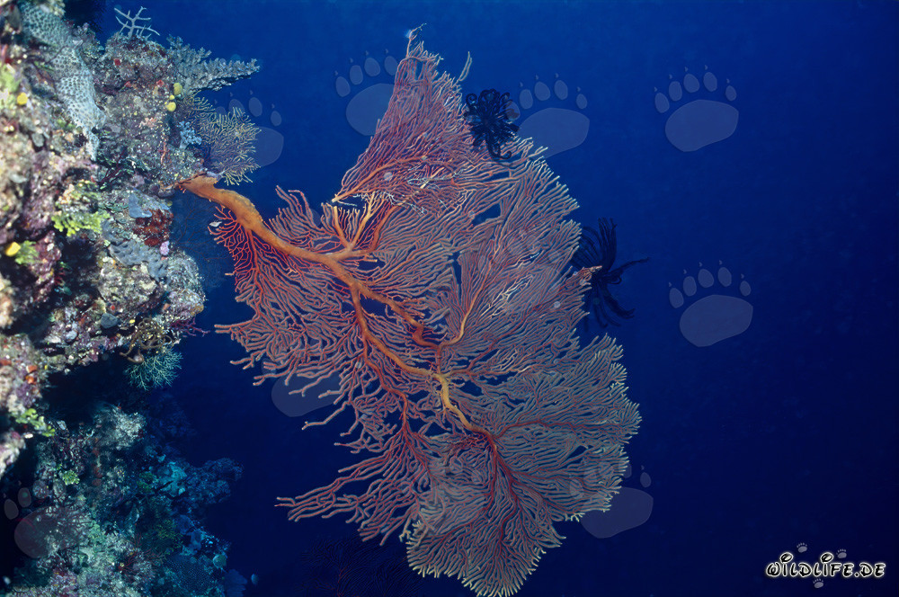 Coral abanico en el borde del arrecife