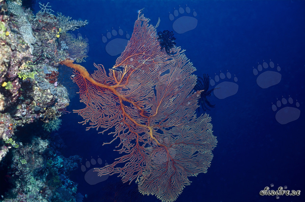 Sea Fan growing on a Fiji reef ledge
