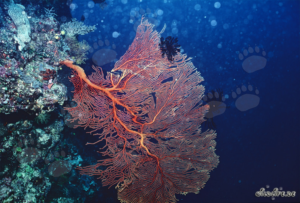 Gorgonia sulla scarpata della barriera corallina