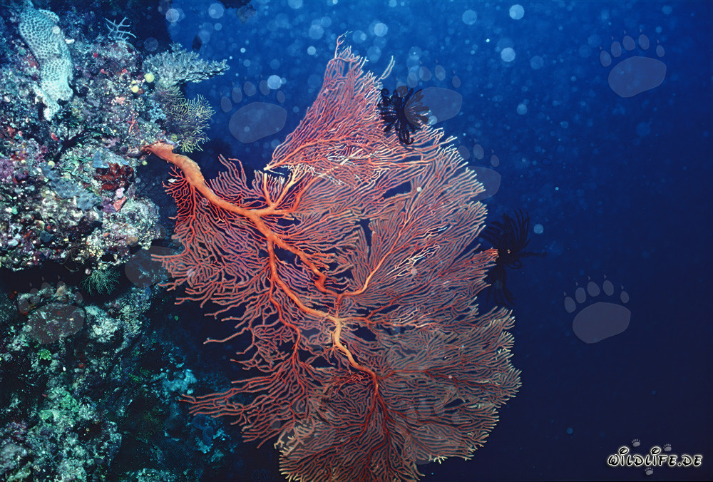 Sea fan at the drop off