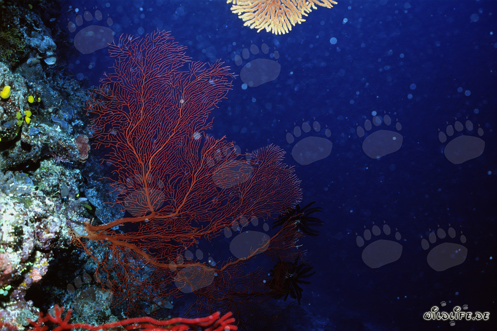 Gorgonia su una parete verticale che cade in mare
