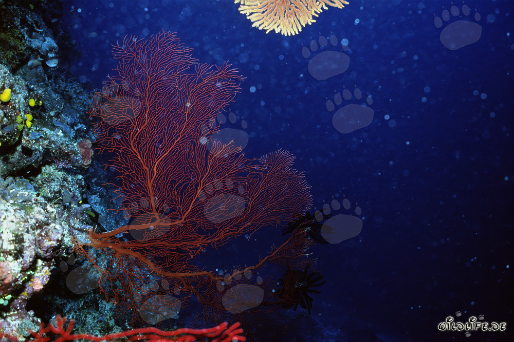 Gorgonie sur une paroi verticale tombant dans la mer