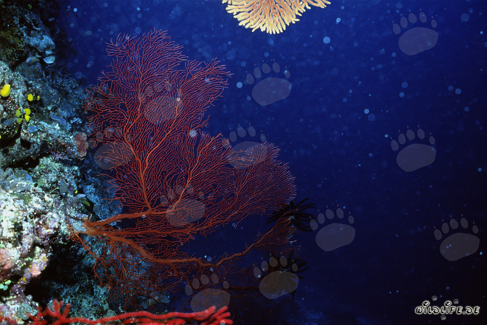 Sea fan on a vertical drop off in the ocean