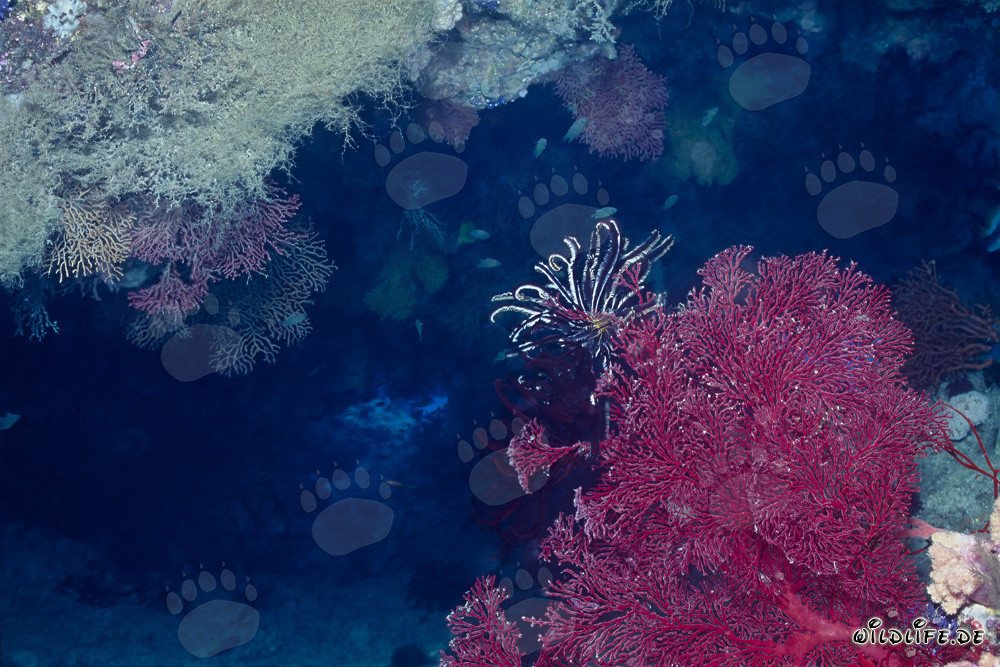 Gorgone vivante avec une majestueuse plume de mer dans les profondeurs de l'océan