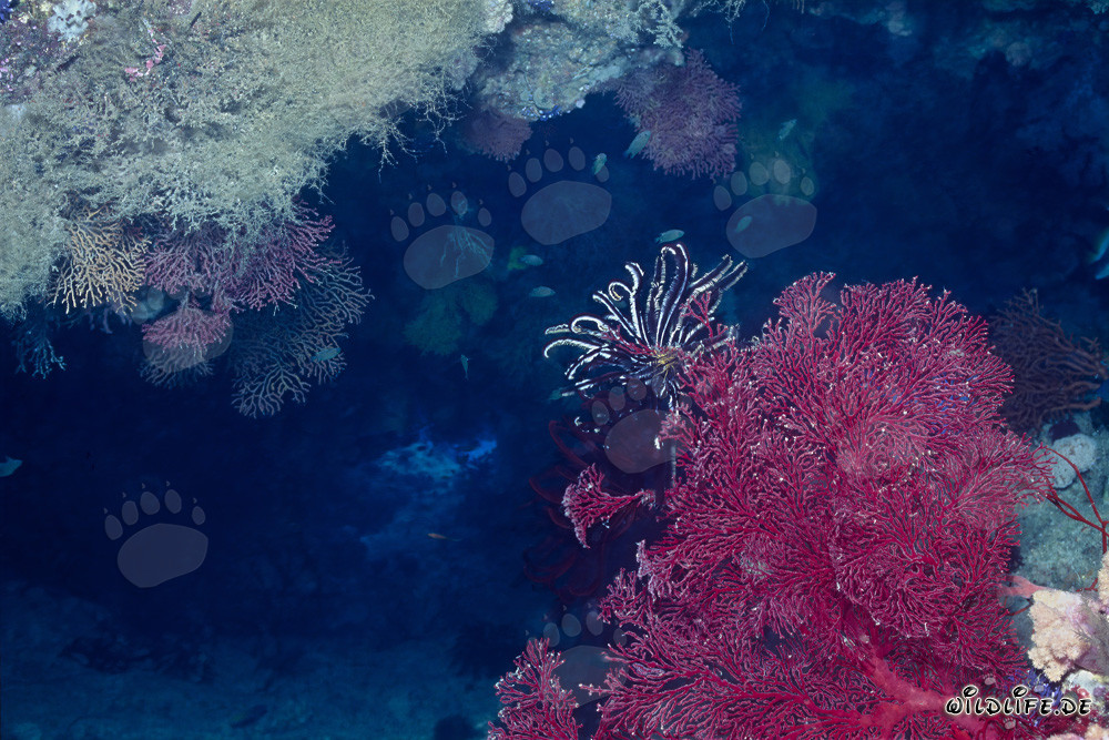 Gorgonia vivace con maestosa piuma di mare nelle profondità dell'oceano