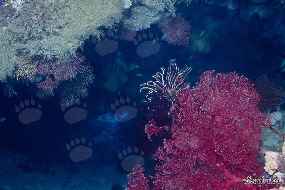 Gorgonia viva con majestuosa pluma de mar en las profundidades del océano