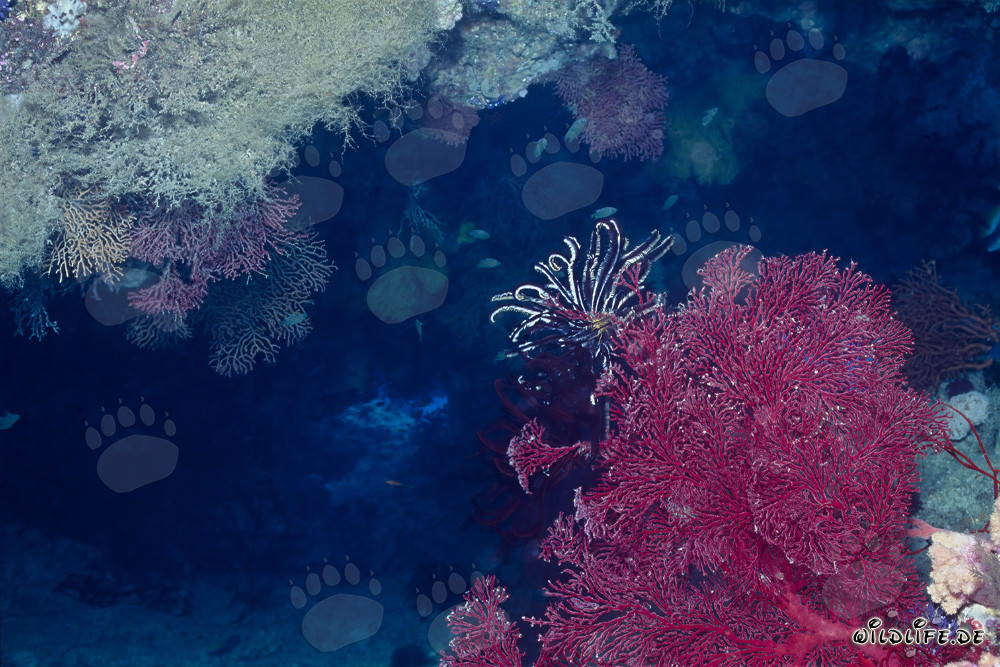 Vibrant sea fan with majestic feather star in the deep ocean