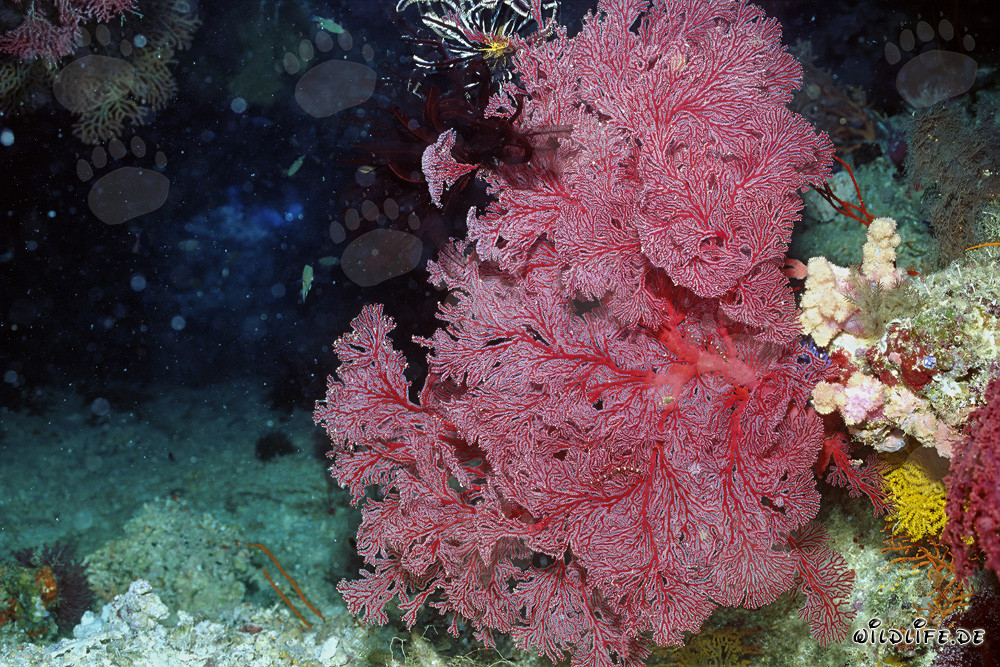 Gorgonia in un'incantevole nicchia della parete scoscesa