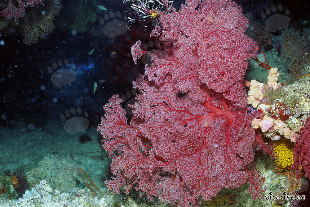 Gorgonie in einer beeindruckenden Nische der Steilwand