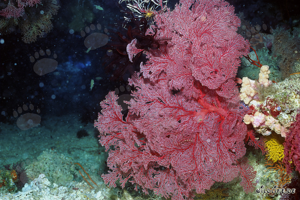 Sea fan in a stunning niche at the drop off
