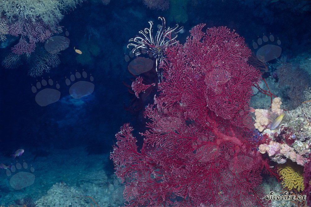 Gorgone fascinante avec étoile de mer dans les eaux de Fidji