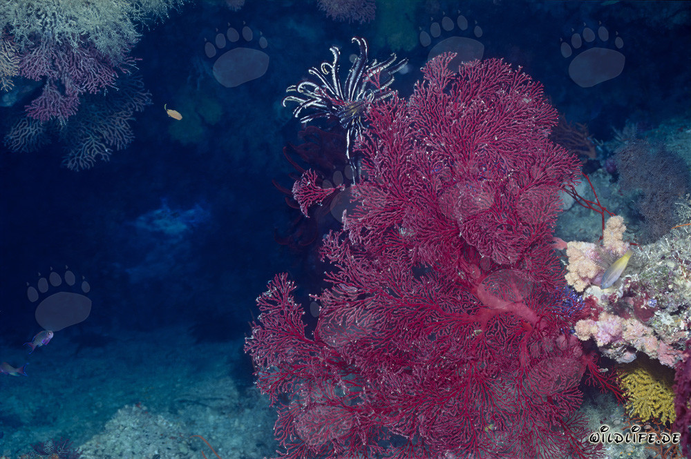 Gorgonia fascinante con estrella de mar en las aguas de Fiji