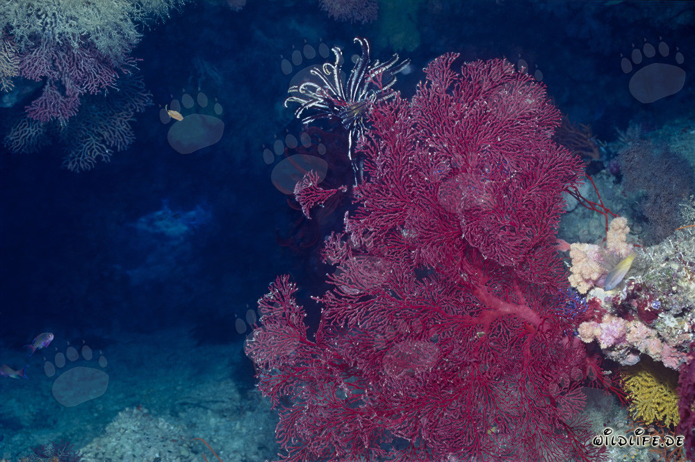 Gorgonia affascinante con stella marina nelle acque di Fiji