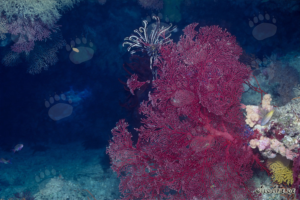 Fascinating sea fan with feather star in the waters of Fiji