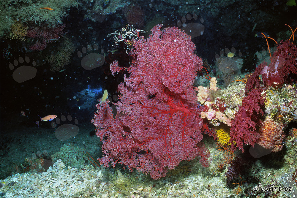 Gorgone fascinante dans une falaise spectaculaire au large de Namenalala, Fidji